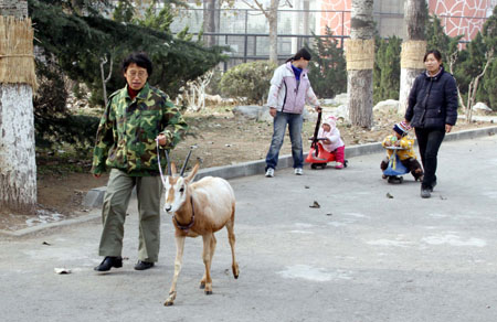 Injured oryx gazella gets on normal life