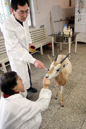 Injured oryx gazella gets on normal life