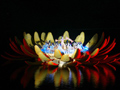 Charming Henan