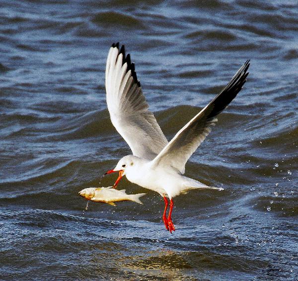 Black-headed gulls flock in Heilongjiang's wetland