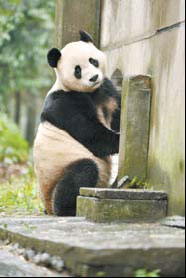 Pandas coming soon to UK zoo