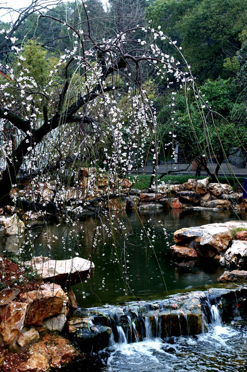 Chaoshan Plum Blossom Festival