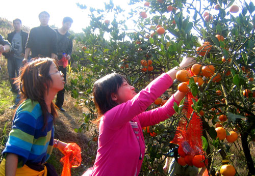 “Fruit picking” tour of Sandu