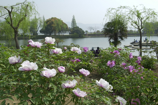 Shanghu Lake Peony Fair in Changshu