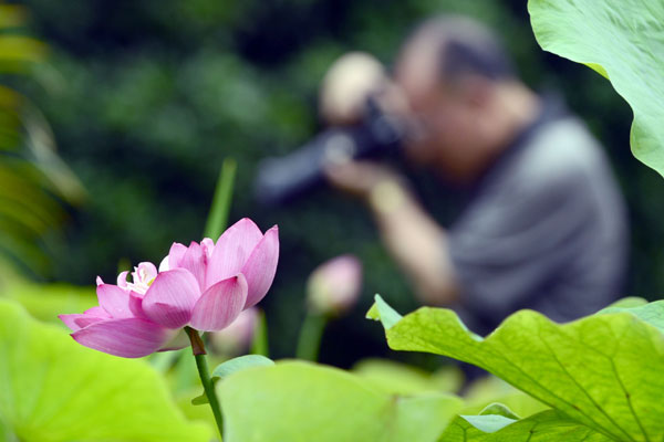 Lotus blooms the beauty of Hangzhou