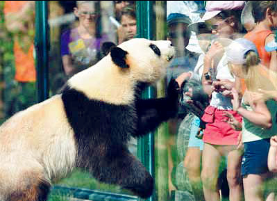 'Pandamania' bears take rocky French road to parenthood