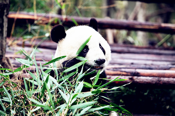 We love bamboo
