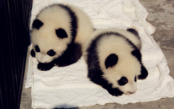 Baby pandas