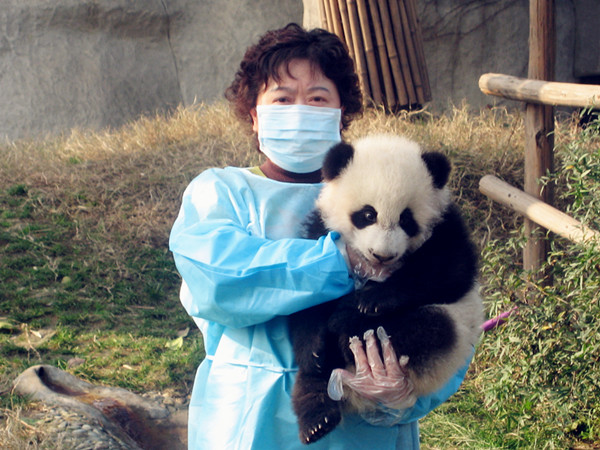 Baby pandas