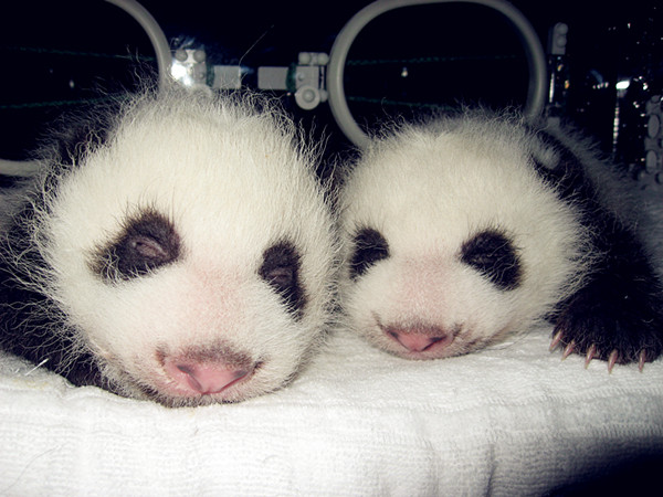 Baby pandas