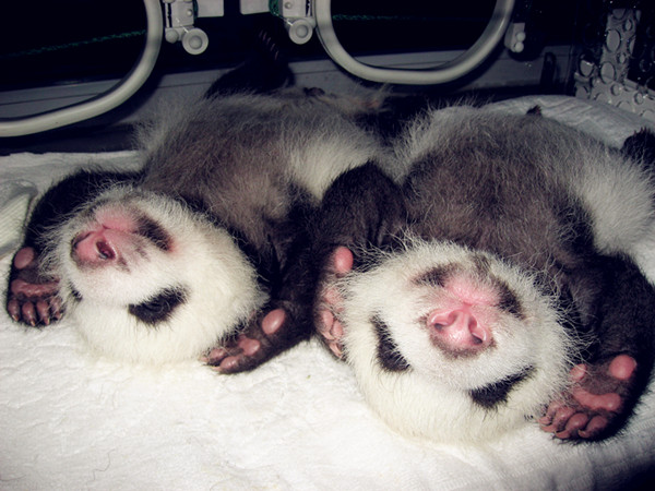 Baby pandas