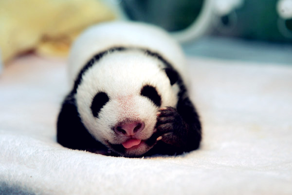 Baby pandas