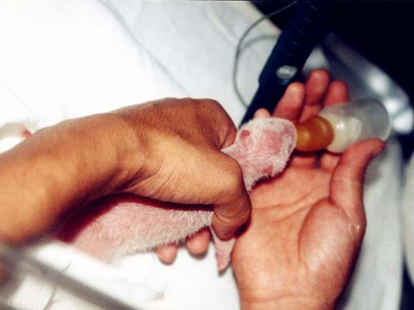 Baby pandas