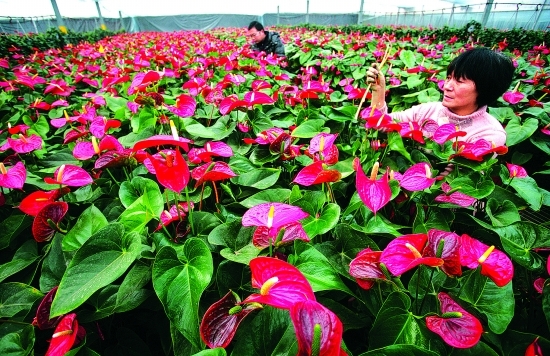 Sanmenxia aims to further develop hi-tech agriculture