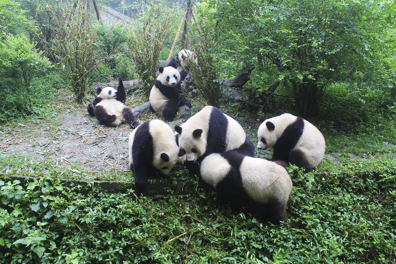 Giant pandas|Photos|chinadaily.com.cn