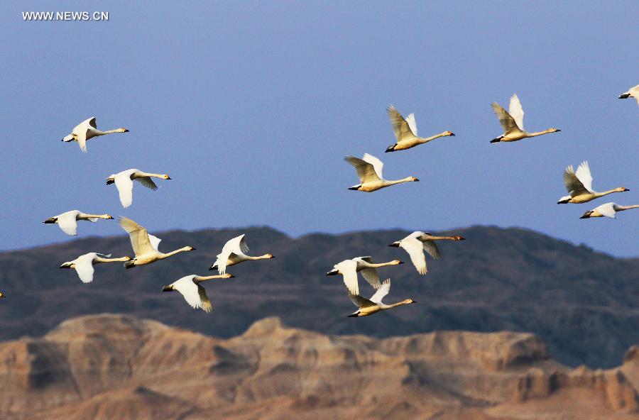 White swans seen on Ulunggur Lake, NW China