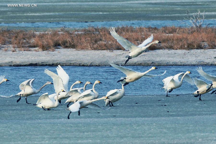 White swans seen on Ulunggur Lake, NW China