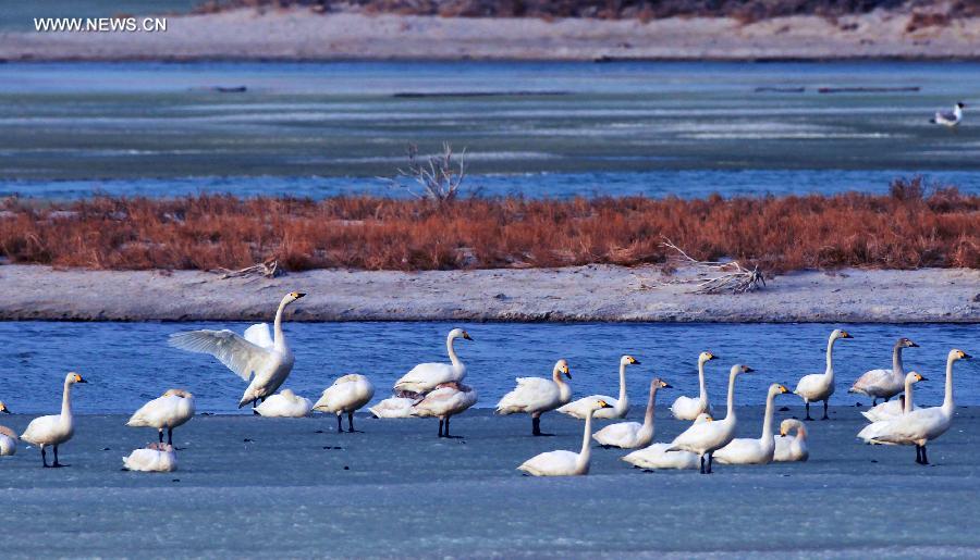 White swans seen on Ulunggur Lake, NW China