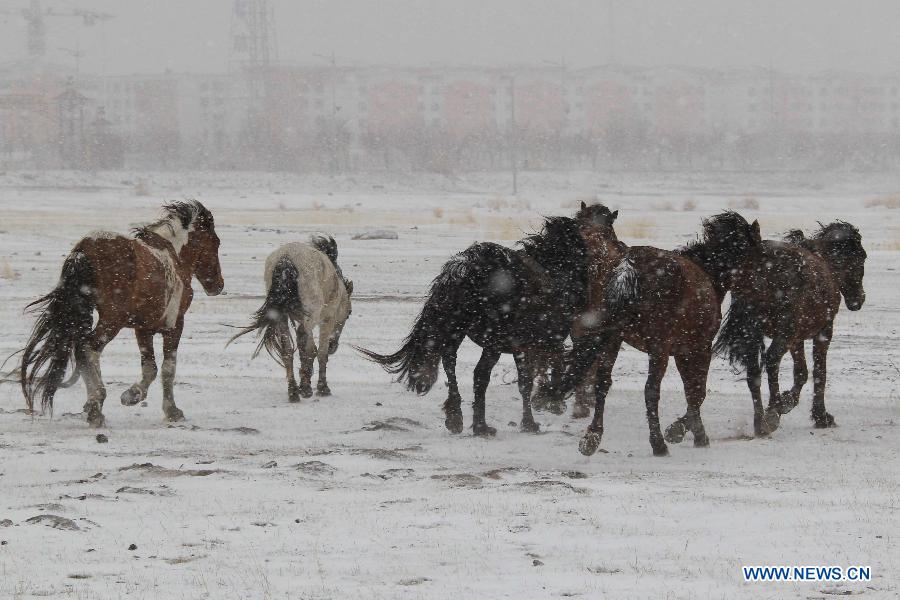Spring snow falls on grassland in NW China