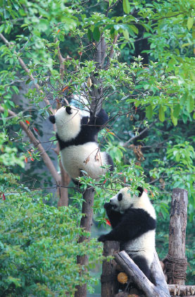 Pandas, hotpot and more in Chengdu