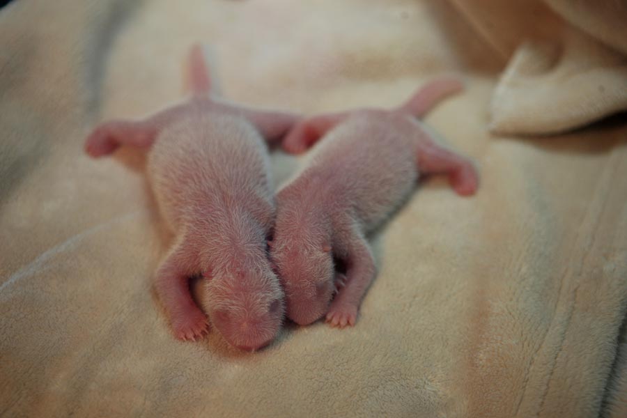 Giant panda delivers twin cubs in Chengdu