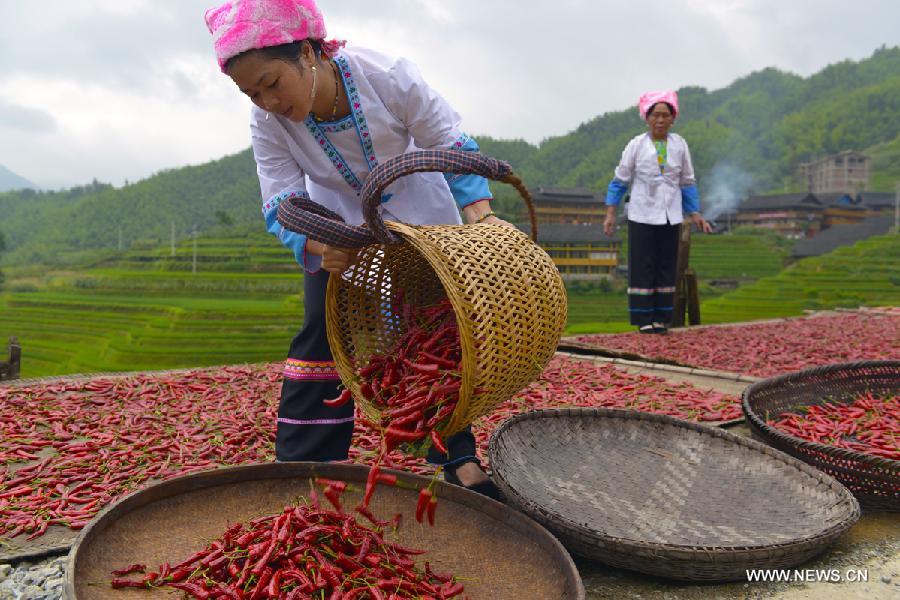 Pepper enters harvest season in S. China