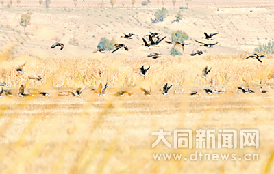 Datong becoming a popular destination for migratory birds