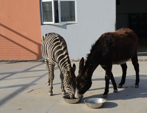 Love story between zebra and donkey to bring 