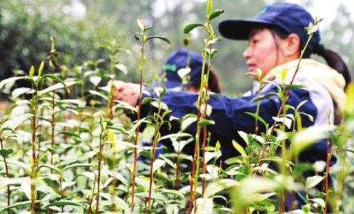 Biluochun tea comes into season