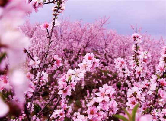 Enjoying cherry blossoms in universities in Nanjing