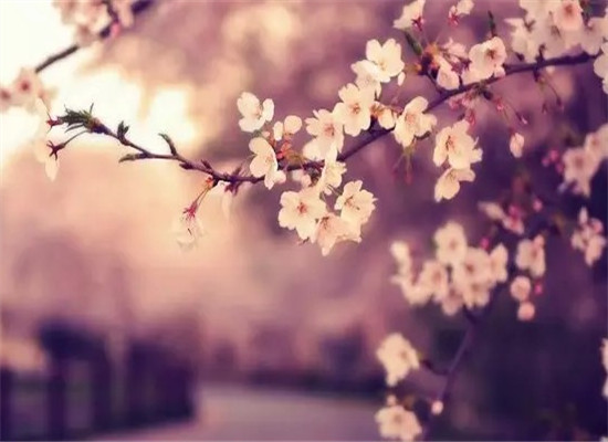 Enjoying cherry blossoms in universities in Nanjing