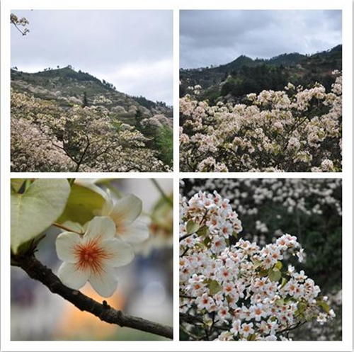 Tian'e county holds fourth tung blossom festival
