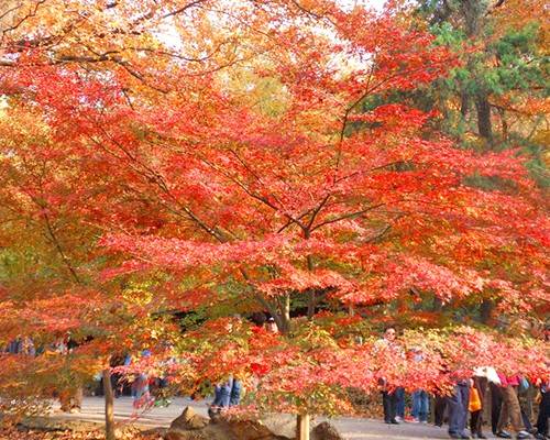 Parks in Nanjing offer free open days in April, May