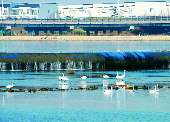 Swans dwell on the wetland