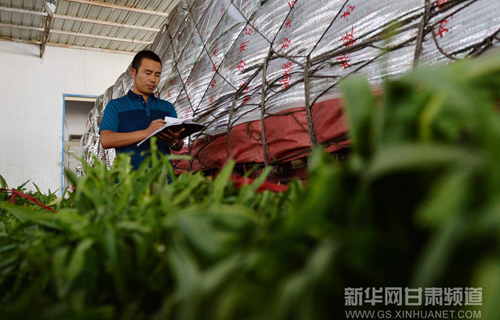 Organic vegetable export growing in NW China
