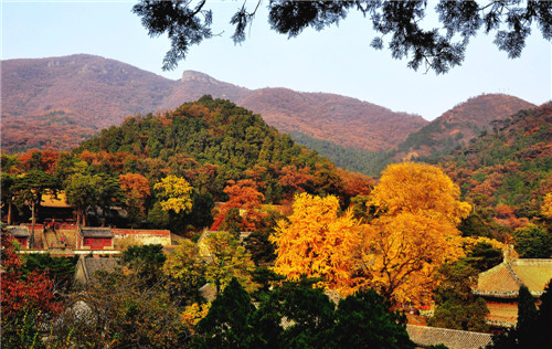 VII. Gingko leaves in temples