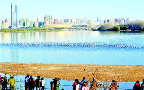 'White Swan Tourist Season' opens in Sanmenxia