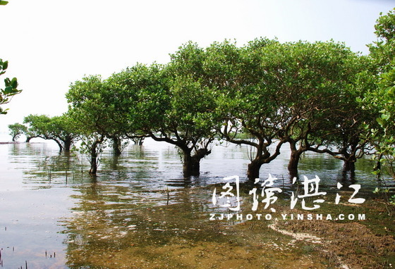 Zhanjiang Mangrove National Nature Reserve among Guangdong's most beautiful forests
