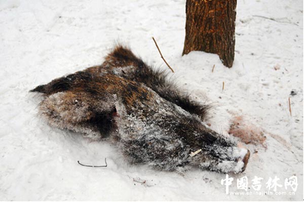 Evidence of Siberian tigers found in NE China