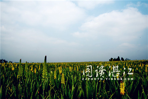 Aloe flowers spring to life in Xuwen