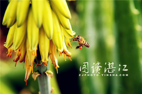 Aloe flowers spring to life in Xuwen