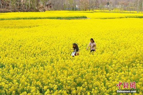 Gansu's springtime yellow sea