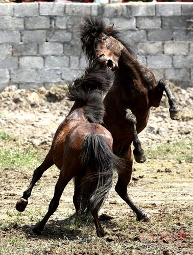 Horse fighting competition