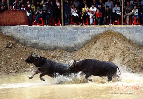 Bull fighting competition