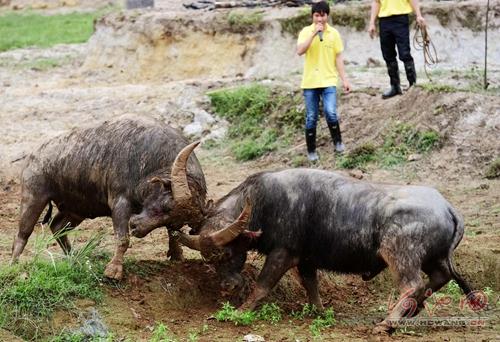 Bull fighting competition