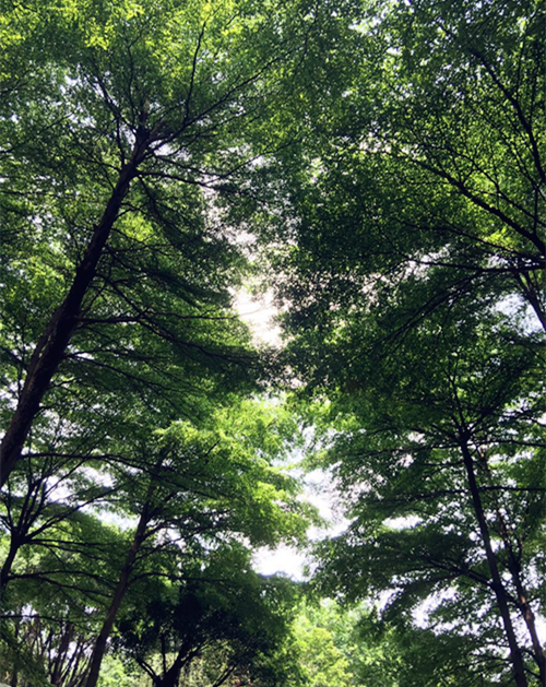 滨河生态廊道佛山新城滨河生态廊道:水在城中,城在绿中