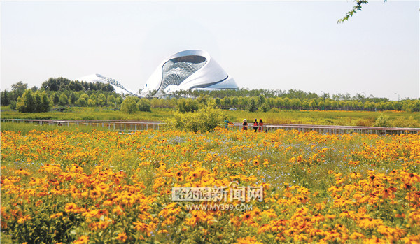 Yellow rudbeckia hirta becomes a bright spot of Harbin