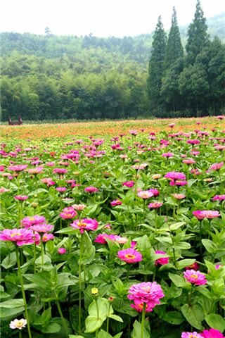 Relax your mind at Jiangyin's Chaoyang Flowers Valley