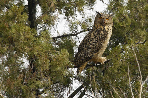 Mount Tai completes bird observation project