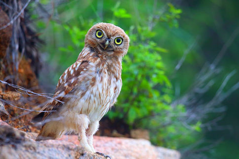 Mount Tai completes bird observation project